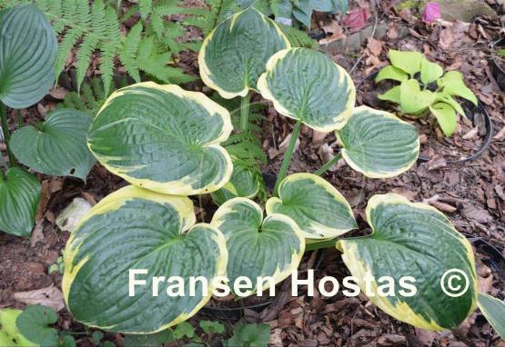 Hosta Tappan Zee